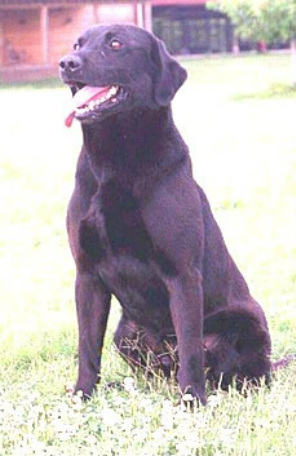 British Labrador Studs - Double TT British Kennels