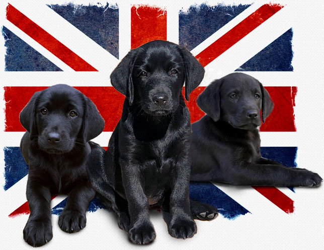 Three black labrador puppies in front of British flag