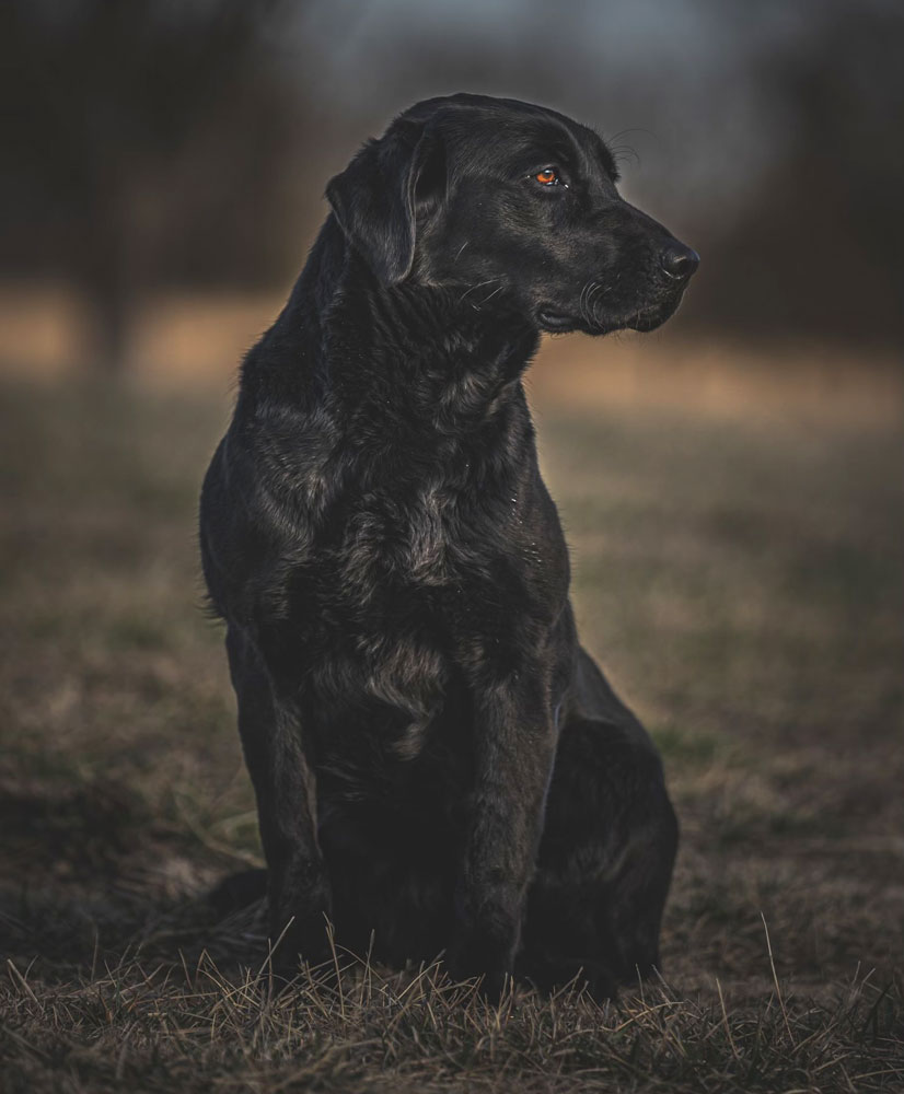 nellie2021