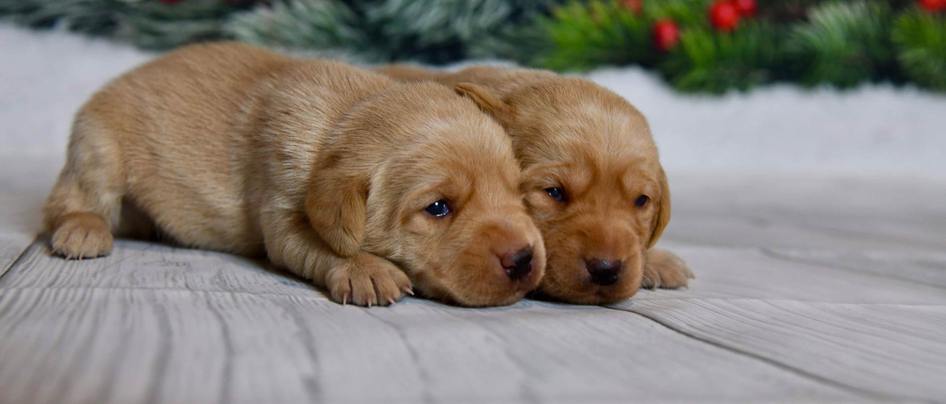 British Labrador Puppies Double TT British Kennels