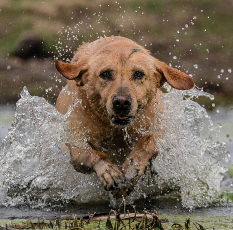 Tilly - Double TT British Kennels